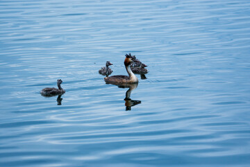 ducks in the lake