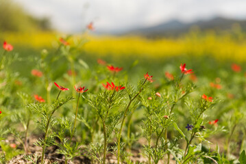 red poppy field