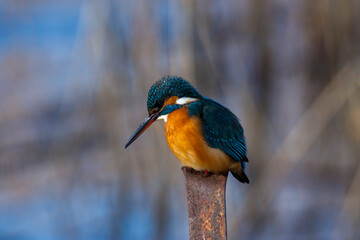 kingfisher on branch