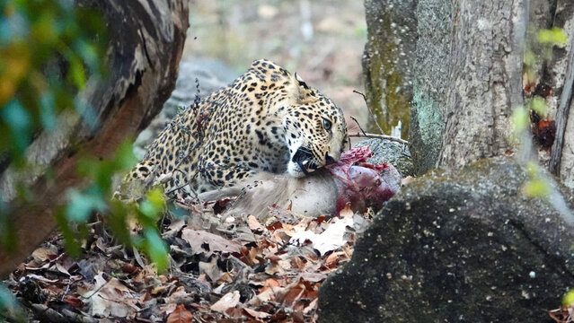 Lepard loves his langur meat