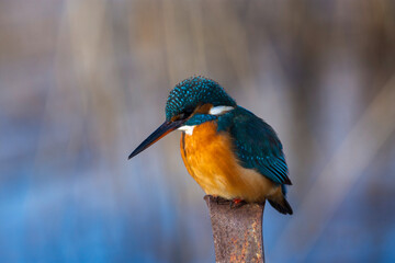 kingfisher on a branch
