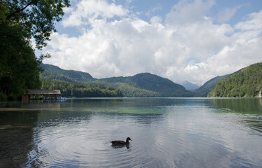 view of the lake Alpsee