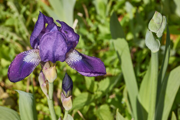 Iris blooms in the garden. Close-up. Iris (lat. Iris) is a genus of perennial rhizomatous plants of...