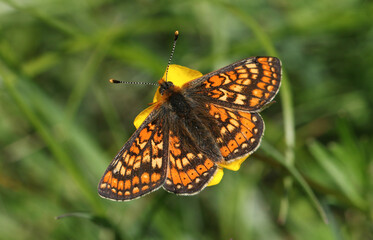 A stunning rare Marsh Fritillary Butterfly, Euphydryas aurinia, nectaring on a Buttercup wildflower.