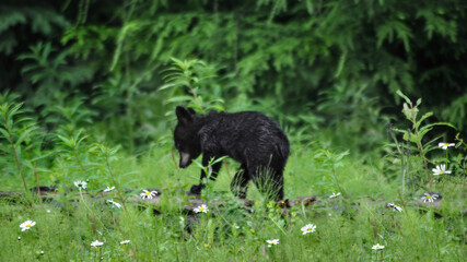 A Black Bear Cub On A Fallen Tree (Ursus Americanus)