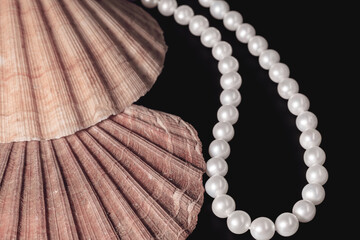 beautiful scallop shell empty with pearls