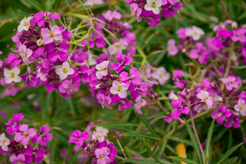 Obraz premium photo of spring flowers in the park