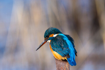 kingfisher on a branch