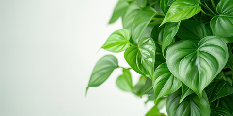 Close up green fresh leaves of philodendron flower in shape of hearts isolated on minimalistic white background, banner with lush foliage of tropical plant and place for text