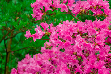 photo of spring flowers in the park