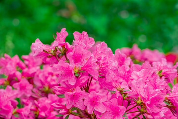 photo of spring flowers in the park