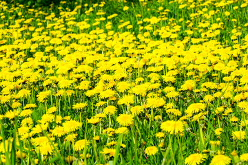 A green meadow with many yellow dandelion flowers, yellow dandelion meadow