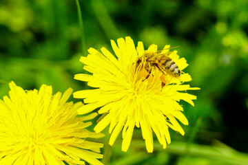 A honey bee adorned with pollen sucks nectar from a yellow dandelion flower, bee collecting pollen
