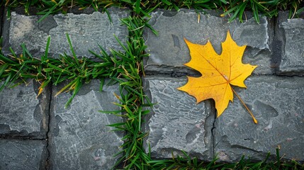 A lone yellow maple leaf on a weathered paving stone, symbolizing autumn.

