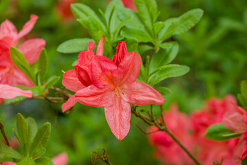 photo of spring flowers in the park