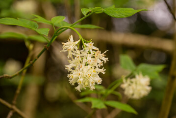 photo of spring flowers in the park