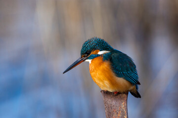 kingfisher on a branch
