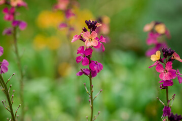 photo of spring flowers in the park