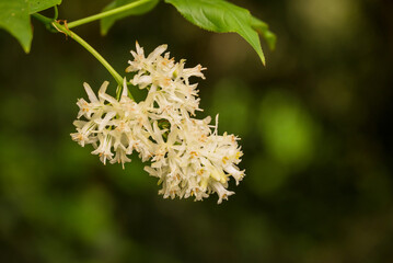 photo of spring flowers in the park