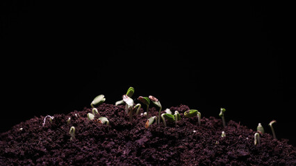 Small growing Cantaloupe sprout with black background