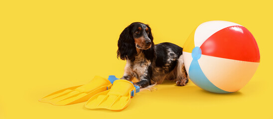 Cute cocker spaniel with flippers and beach ball on yellow background © Pixel-Shot
