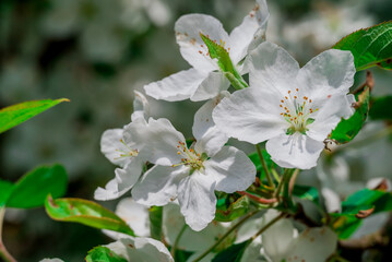 spring background with spring  flowers