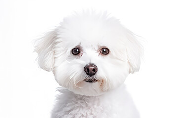 Obraz premium Bichon Frize in studio setting against white backdrop, showcasing their playful and charming personalities in professional photoshoot.