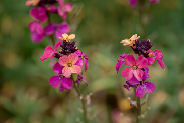 photo of spring flowers in the park