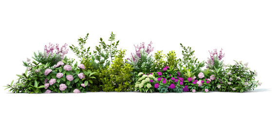 A beautiful display of greenery and shrubbery with small colorful flowers isolated on a white background, ideal for nature-themed designs or horticulture promotions.