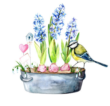 recommend clip art: Watercolor illustration of blueberries and geocinths in a metal flowerpot