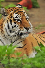 Animals - traditionally (since Aristotle) distinguished category of organisms, currently considered as a biological kingdom. Animals are the main object of study of zoology.