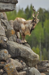 Animals - traditionally (since Aristotle) distinguished category of organisms, currently considered as a biological kingdom. Animals are the main object of study of zoology.
