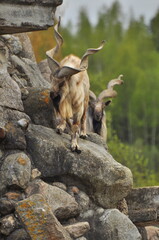 Animals - traditionally (since Aristotle) distinguished category of organisms, currently considered as a biological kingdom. Animals are the main object of study of zoology.