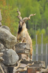 Animals - traditionally (since Aristotle) distinguished category of organisms, currently considered as a biological kingdom. Animals are the main object of study of zoology.