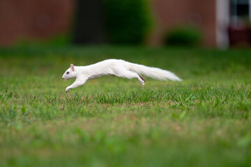 Albino white squirrel running and leaping in green grass in Olney, Illinois. © Tony Campbell