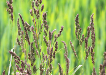 The herb Dactylis glomerata grows in nature