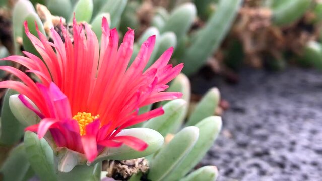Lampranthus spectabilis or Ice Plant, Pig face orange flower in Tenerife,Canary Islands,Spain.Tropical succulents concept.