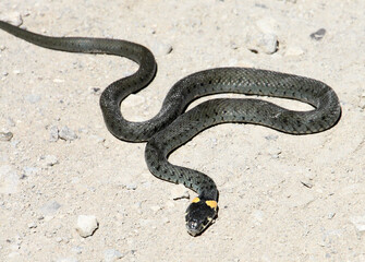 A common snake (Natrix natrix) is not poisonous