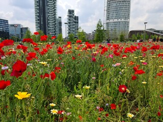 poppies in the city