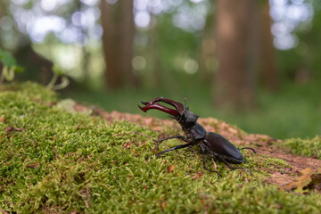 Stag beetle kite male (Lucanus cervus ) on the trunk of a of a dead tree in the forest in spring.