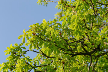 Сhestnut tree green leaves