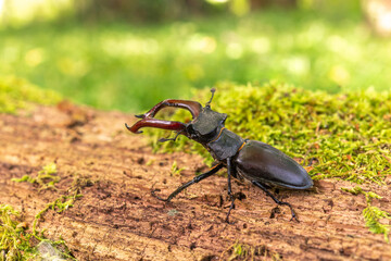 Stag beetle kite male (Lucanus cervus ) on the trunk of a of a dead tree in the forest in spring.