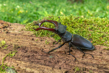 Stag beetle kite male (Lucanus cervus ) on the trunk of a of a dead tree in the forest in spring.