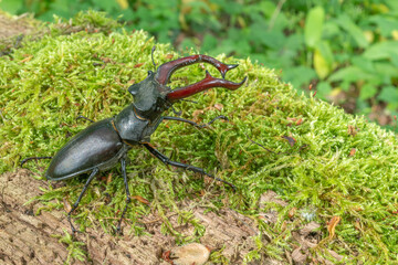 Stag beetle kite male (Lucanus cervus ) on the trunk of a of a dead tree in the forest in spring.