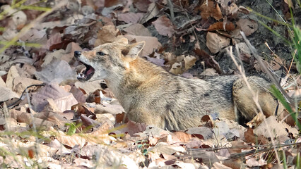 Golden jakal shows his teeth
