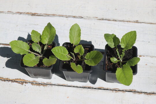 Fototapeta Leibnitzia anandria Lajbnicja Anandra gerbera zimująca