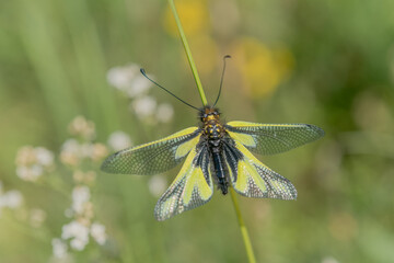 Owly sulphur Ascalaphe (Libelloides coccajus) in a meadow in spring.