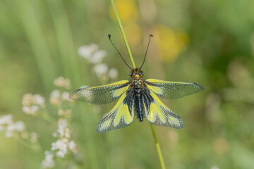 Owly sulphur Ascalaphe (Libelloides coccajus) in a meadow in spring.