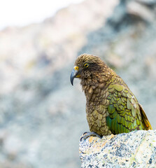 New Zealand bird the alpine parrot called the Kea in Mt Cook National Park