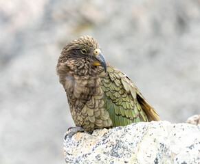 New Zealand bird the alpine parrot called the Kea in Mt Cook National Park